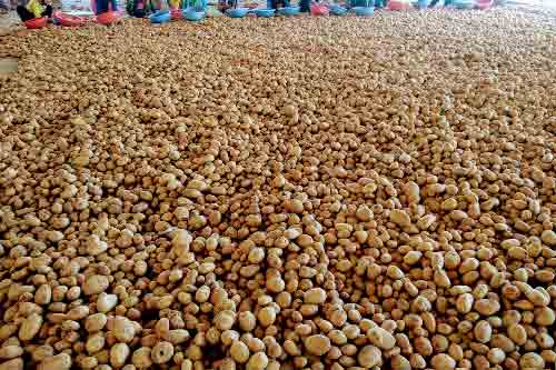 Farm Fresh Potato Manufacturers