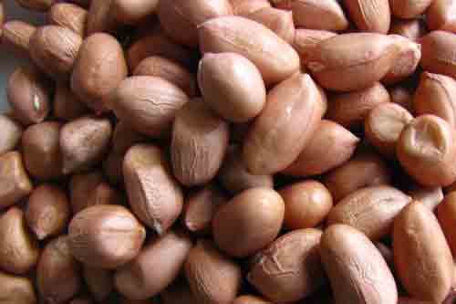 Natural Peanut Kernels Manufacturers