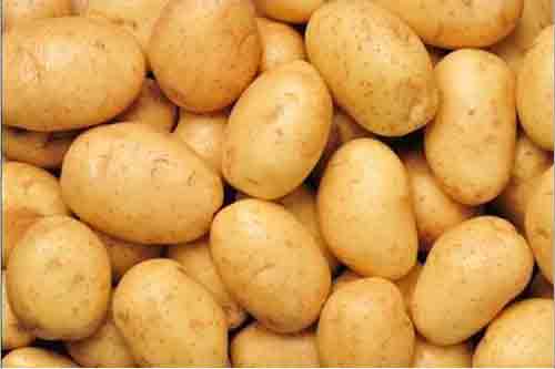 Sugar Free Potato Manufacturers